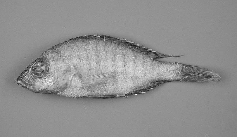 Placidochromis borealis 'Matema'